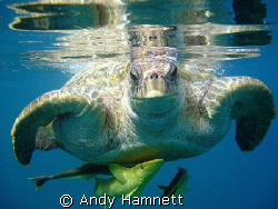 All aboard! Morla, my favourite turtle.  by Andy Hamnett 